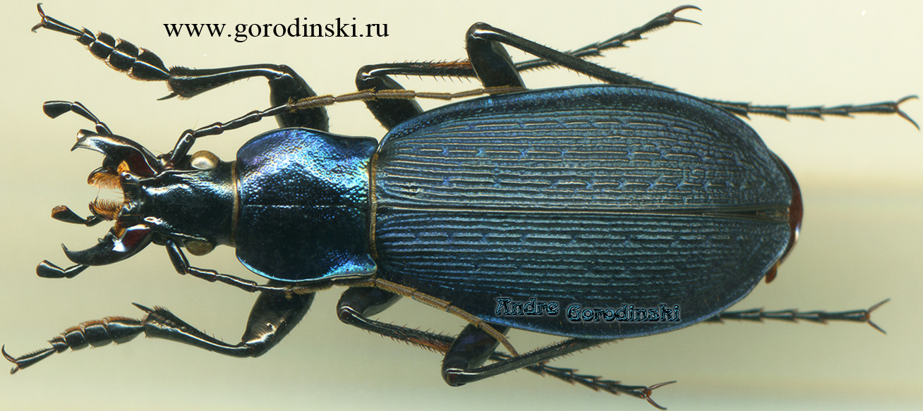 http://www.gorodinski.ru/carabus/Megodontoides promachus.jpg